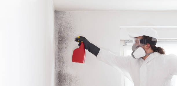 Home Mold Removal in Lawrenceville, IL